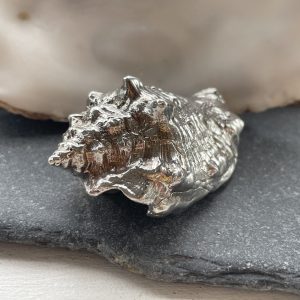 Fighting Conch Shell Sculpture